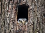 Targeted detection of species