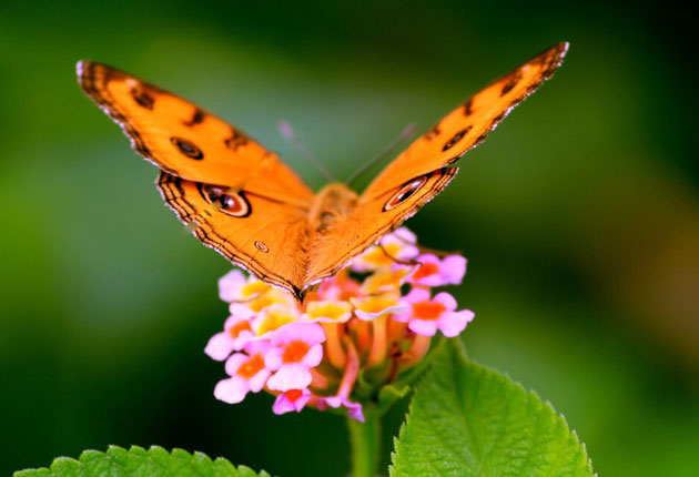 environment and biodiversity